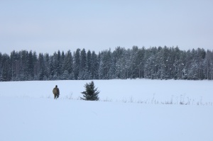 Joissakin maissa metsästys ymmärretään ampumaurheiluna. Urheilumetsästys ei kuitenkaan kuvaa perinteistä suomalaista metsästystä, johon kuuluu olennaisena osana hyvä luonnontuntemus.  © Sari Holopainen
