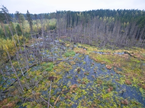 UAV-lennokin ottama kuva majavakosteikosta. © Antti Nykänen