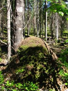 wetland ecology group_Stella Thompson_University of Helsinki_ants